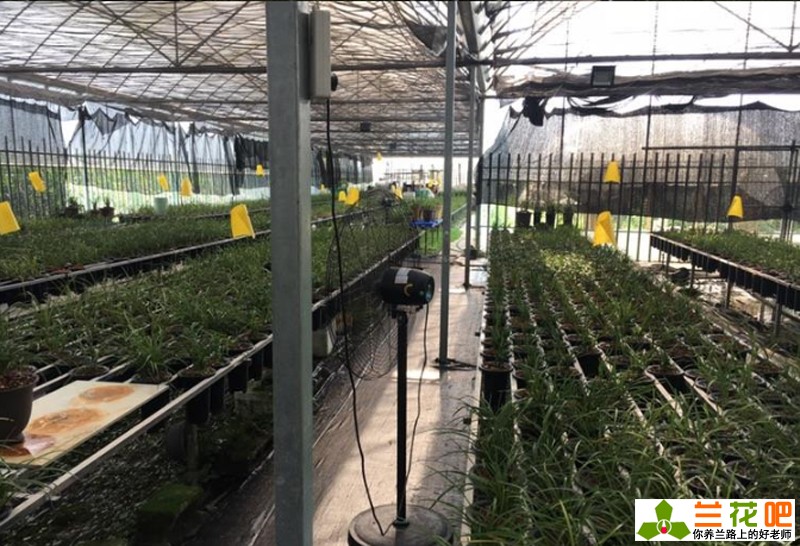 兰花赚钱不,兰花赚钱