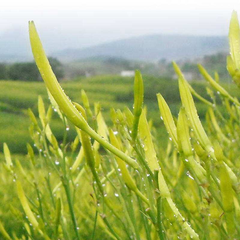 上等的山珍,上等山珍国宾菜