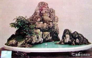 丛林式盆景欣赏,盆景欣赏及制作