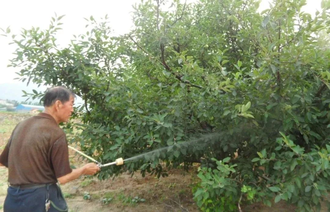 草履蚧预防季节,防窥膜看久了眼花