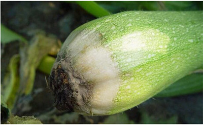 西葫芦结果就腐烂啥原因,西葫芦化瓜的原因及防治