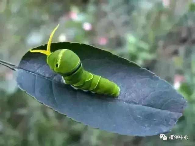 柑橘害虫最佳治疗方法,柑橘春季需要防治哪些害虫