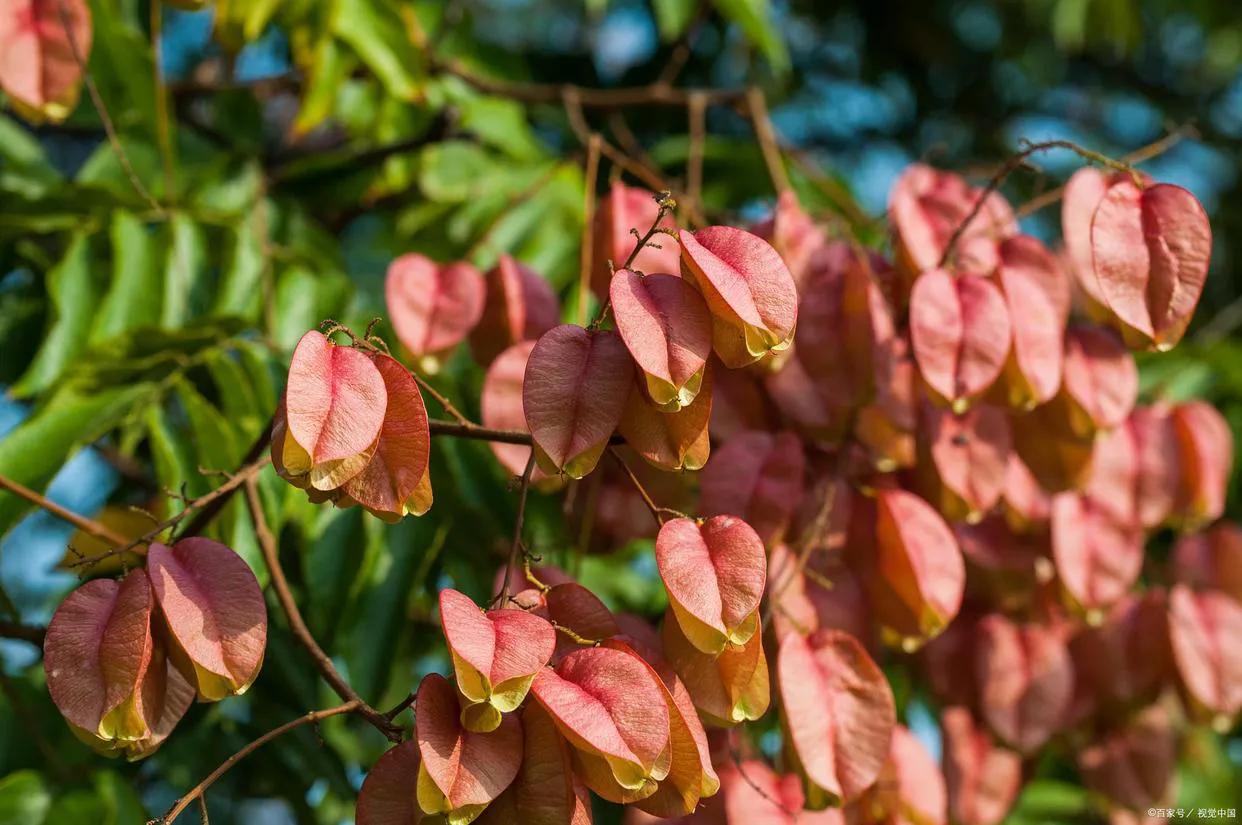 绉嬫棩绗旇鐩存挱,绉嬫棩绗旇
