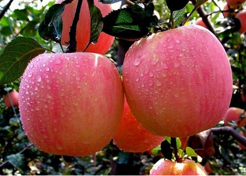 酷似酱油不是酱油，虽然古老但杀虫灭菌都不落后，替都替不了