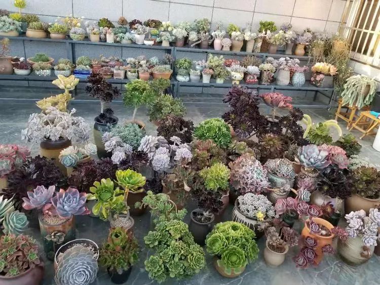 爱机车,爱多肉,宝妈花姐的诗和远方