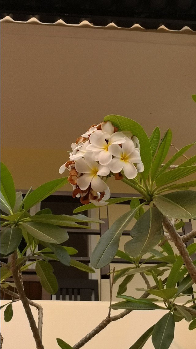 为什么老挝把鸡蛋花当成国花,为什么鸡蛋花是老挝的国花