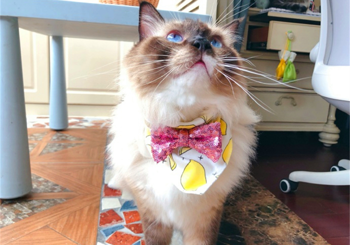 猫咪腹部不大就一定是猫传腹吗,猫咪腹部下垂但是身体很瘦