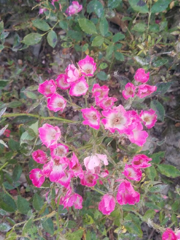 苏州吴江中学,吴江高级中学