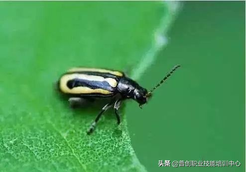 种菜防治病虫害最简单方法,种菜病虫害图片大全