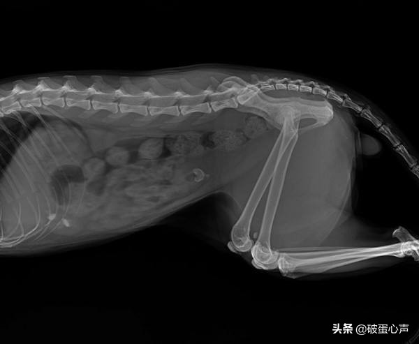 猫咪膀胱炎什么原因引起的,猫咪膀胱炎是怎么引起的