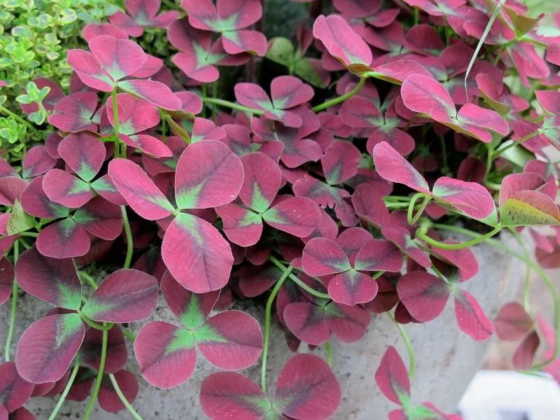 有什么三叶草叶子比花好看,能轻松找到四片叶子的彩叶三叶草