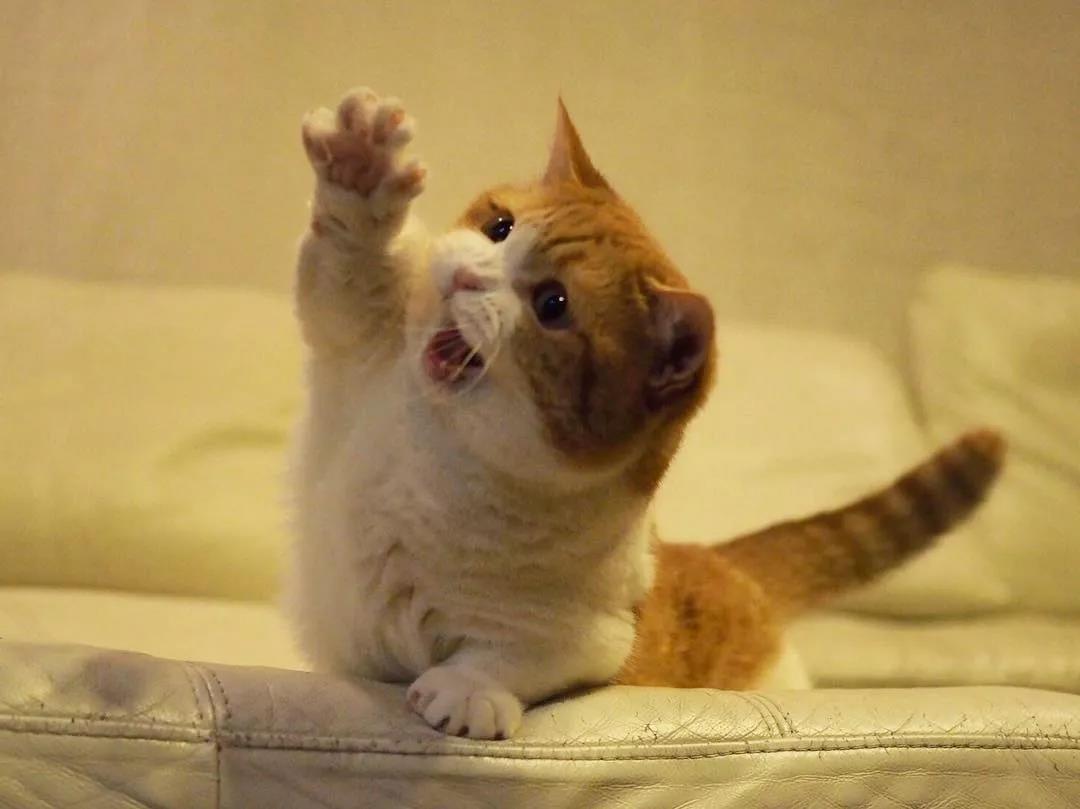 猫咪兄妹萌翻全场,短腿猫咪兄妹