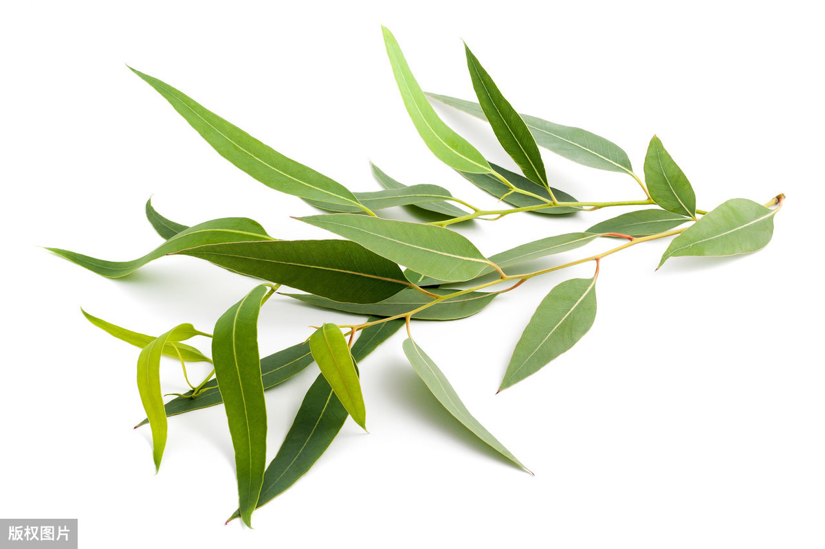 桉树叶精油对人体好吗,桉树精油抗真菌