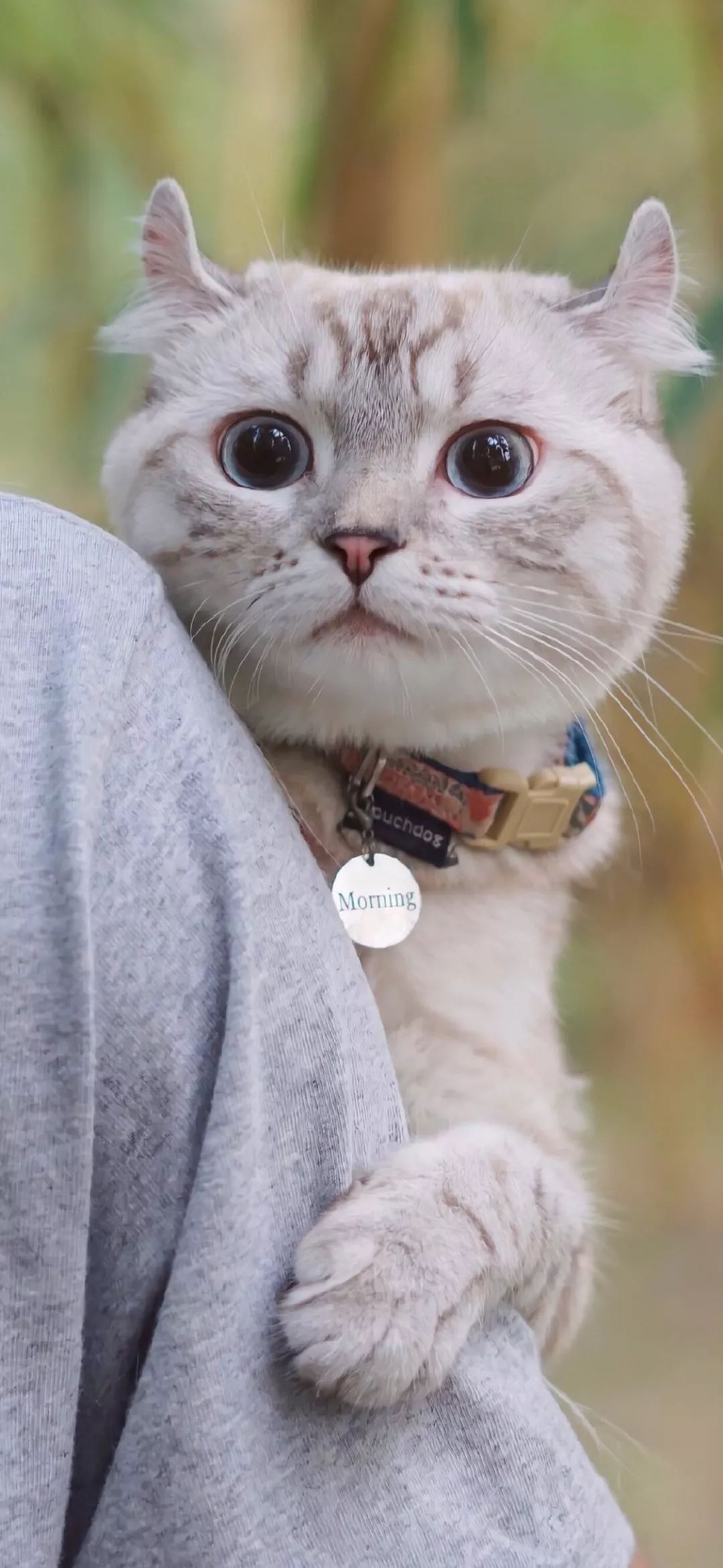 周杰伦图片高清壁纸,一组巨好看高清全面屏壁纸