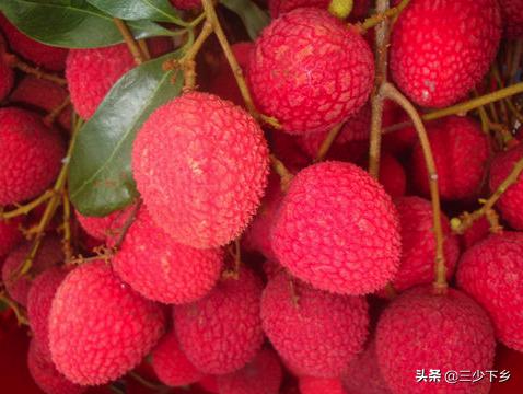 真正的中国荔枝之乡是哪里,中国三大荔枝之乡是哪里