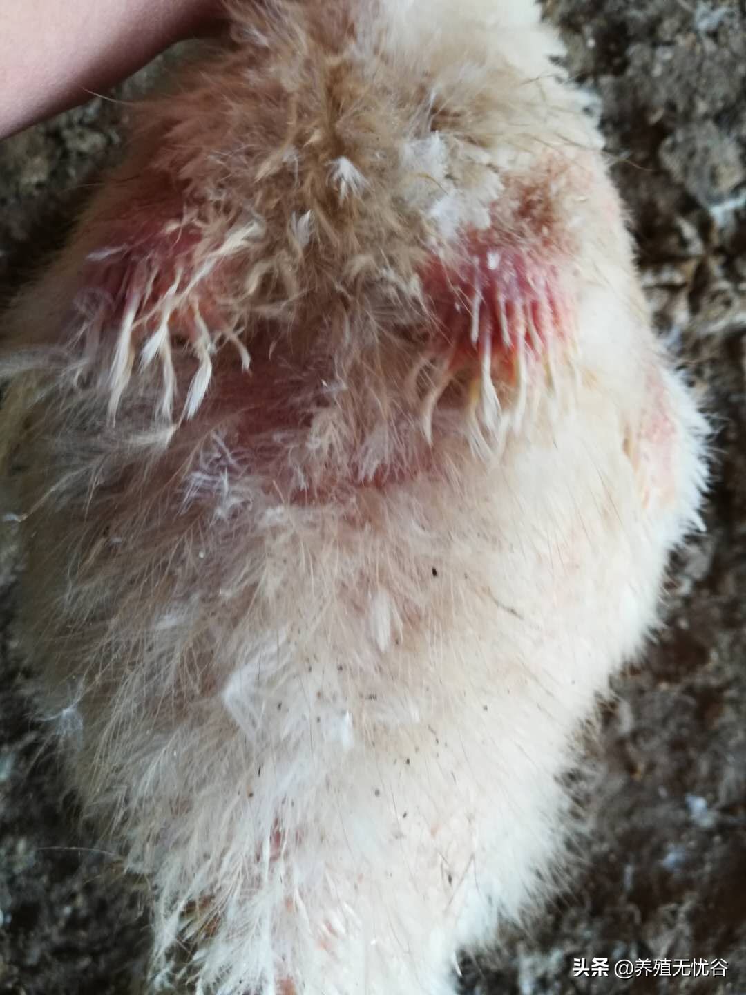 鸭子掉毛特效药,鸭子掉毛是怎么回事啊