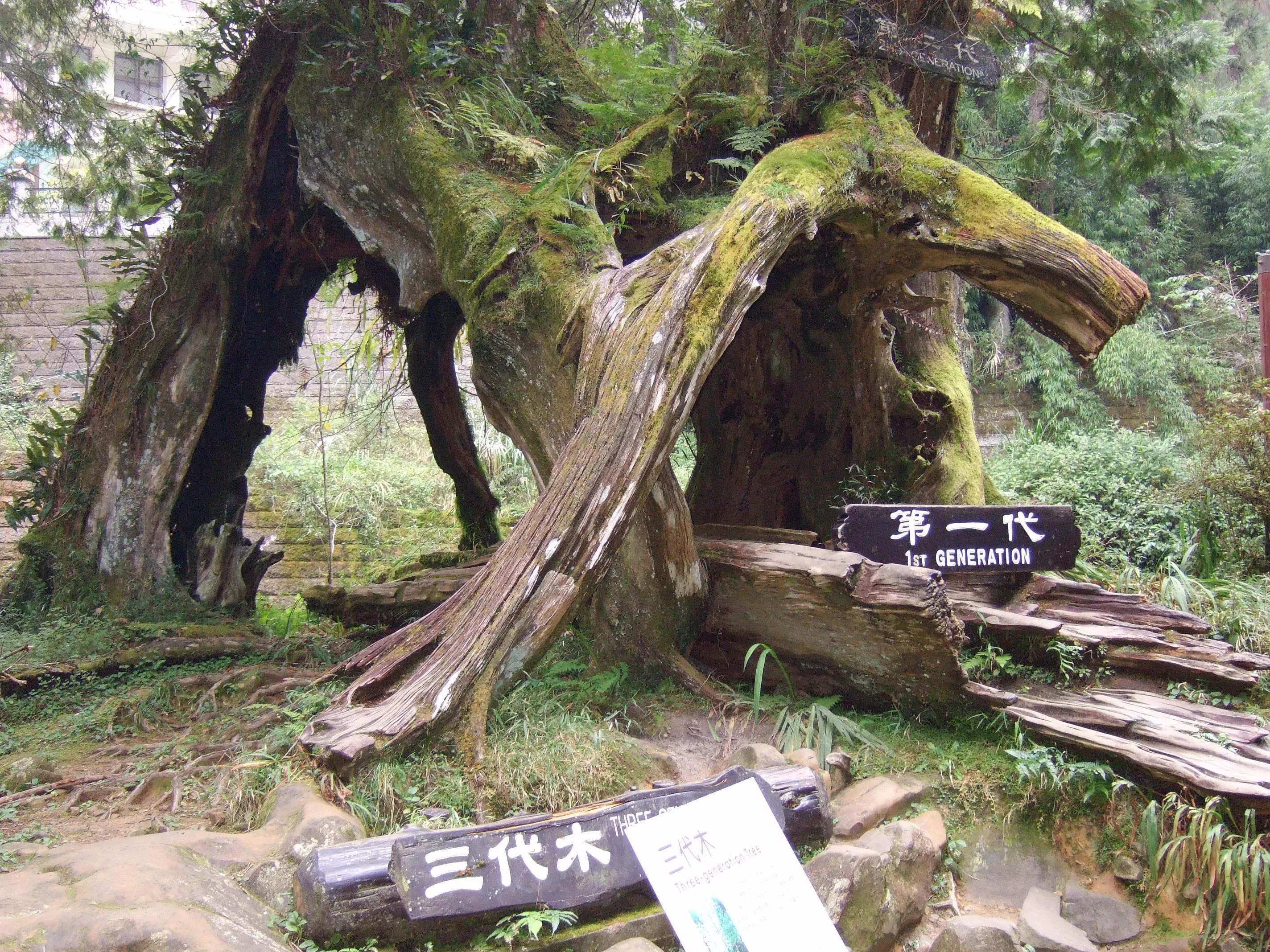 阿里山美丽动人的传说,阿里山的风光美如画