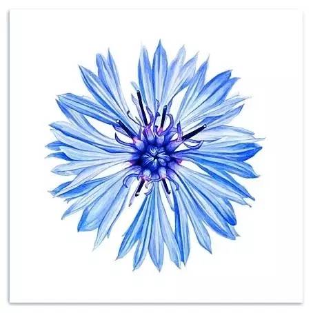 超写实绘画真实吗,超写实的植物绘画