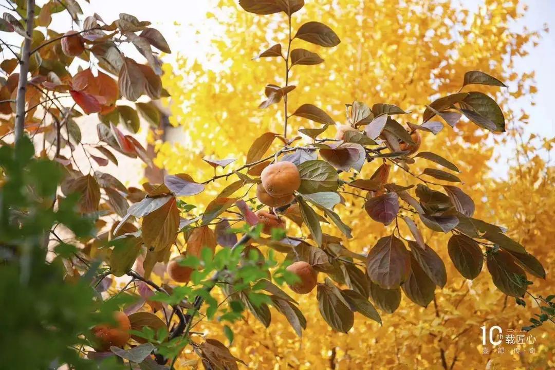 樱桃看房｜老朋友，好久不见之「唐城·壹零壹」