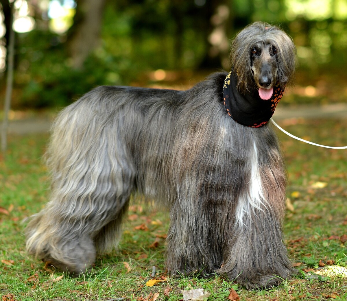 东方美犬,东方美狗狗