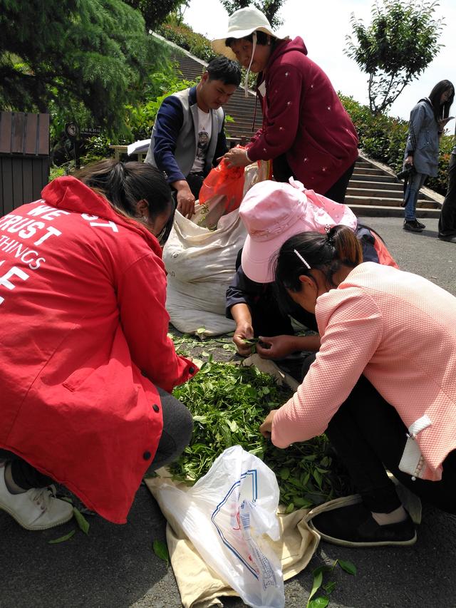 杨凌科技助力脱贫攻坚媒体在行动 | 陕西商南：小茶叶成为农民致富“黄金叶”