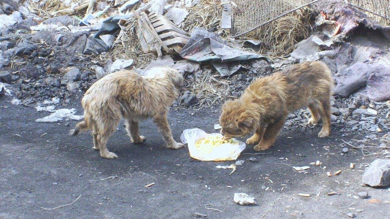 咬伤女童黑犬如何处置,被野狗咬伤如何索赔找不到主人