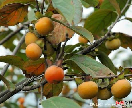 广西80后农村童年经典回忆,80后的童年回忆广西的农村生活