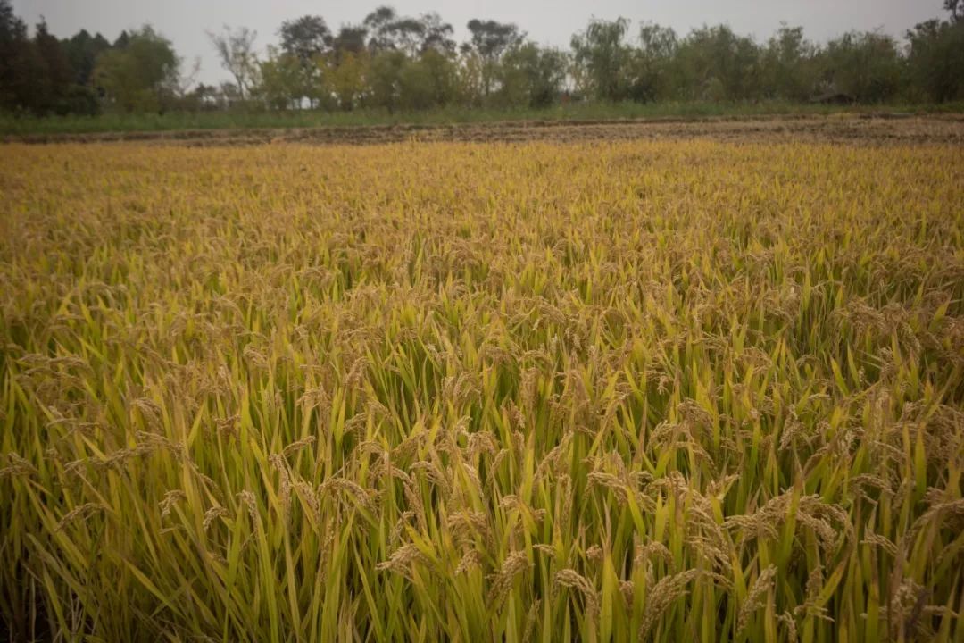 阳澄湖大闸蟹真正吃蟹的季节到了,阳澄湖吃大闸蟹最好的季节