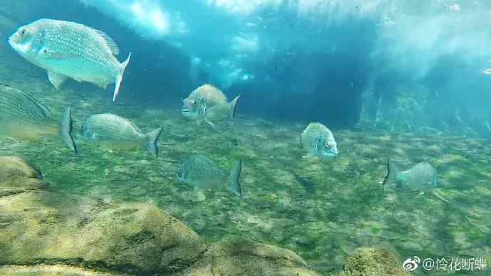 澳大利亚旅游抱考拉,麻麻游记视频大全