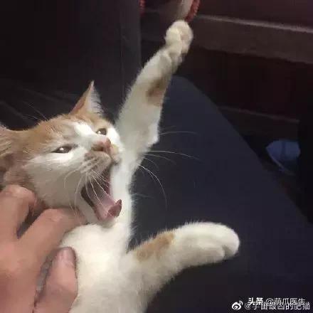 这猫睡姿也太销魂了,猫睡相