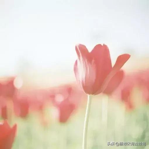 苏轼关于春天10首经典诗词,苏轼写景物的句子4句