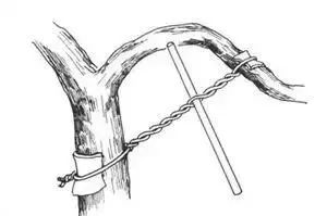 真柏盆景嫁接枝条什么时候拿弯,盆景三弯九拐枝条布局