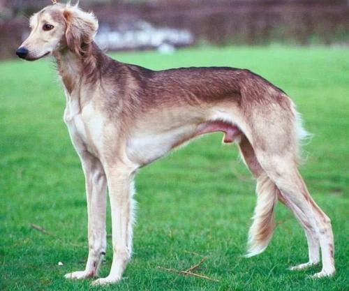 世界最贵的五种狗狗,全世界最贵的狗狗多少钱一只