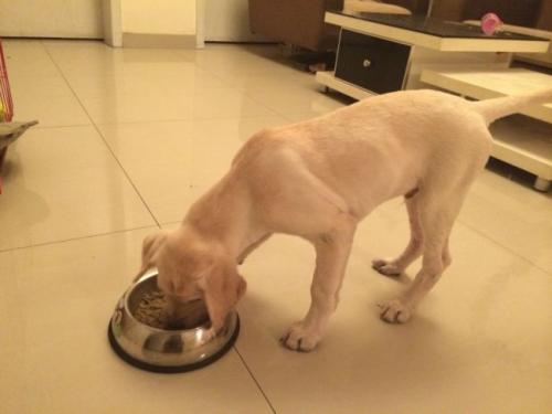 拉布拉多成年犬怎么训,养拉布拉多新手入门必知