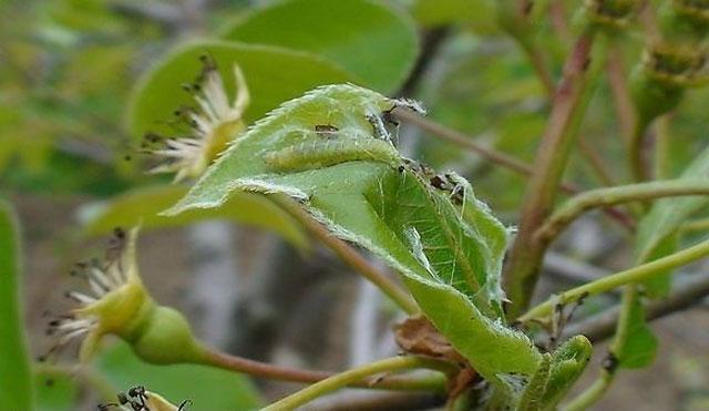 苹果小卷蛾用什么杀虫剂,苹果树卷叶病用什么药