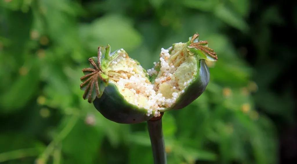 趣话瘾史:*片鸦**系列