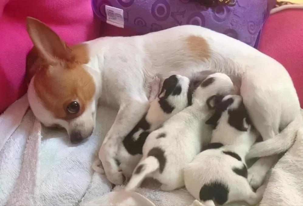 母狗比公狗矮怎么扶,母狗比公狗容易记仇