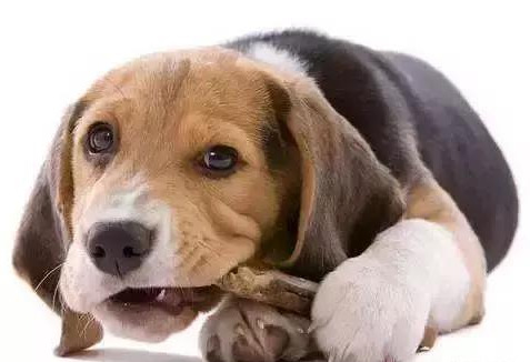 狗狗有口臭怎么解决,狗狗有口臭咋整