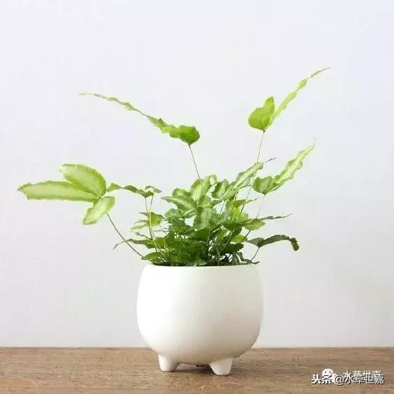 30cm水陆缸适合养什么,水陆缸植物前景中景后景搭配介绍