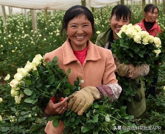 昆明鲜花种植每亩地赚多少钱,鲜花种植前景和利润