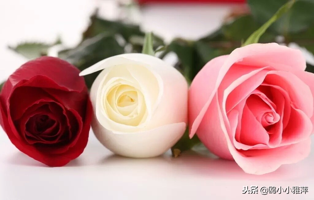 11朵玫瑰花礼盒图片,11朵玫瑰花贺卡文案