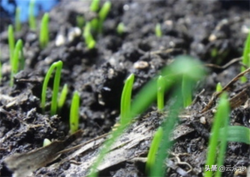 韭菜种植标准化技术,韭菜分株繁殖