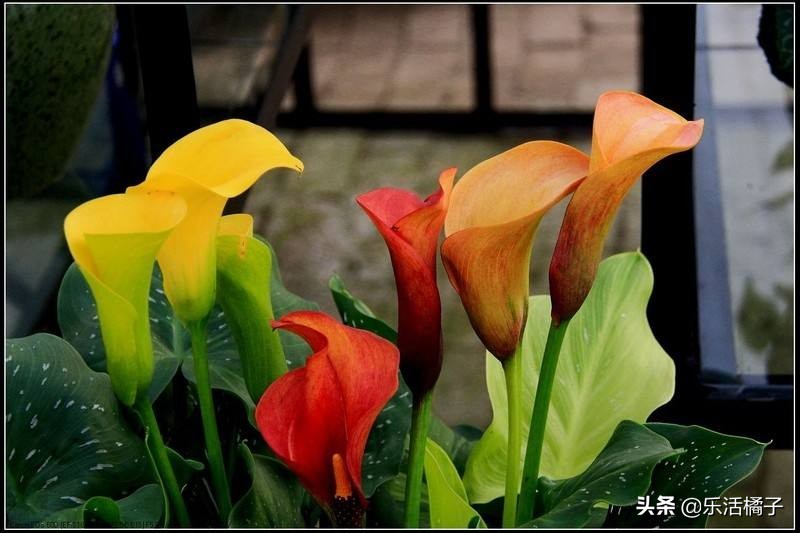 盆栽马蹄莲怎么养才能开花,盆栽马蹄莲怎么养才能开花多