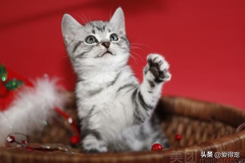 宝宝养发梳子推荐哪款,日常护理头发