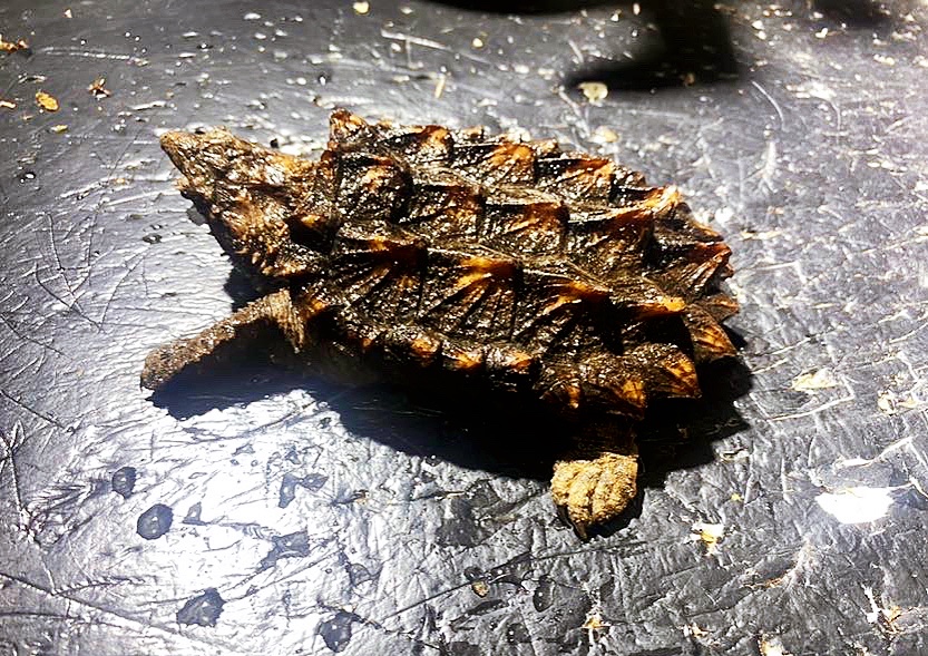 乌龟宠物攻略,乌龟宠物诊疗