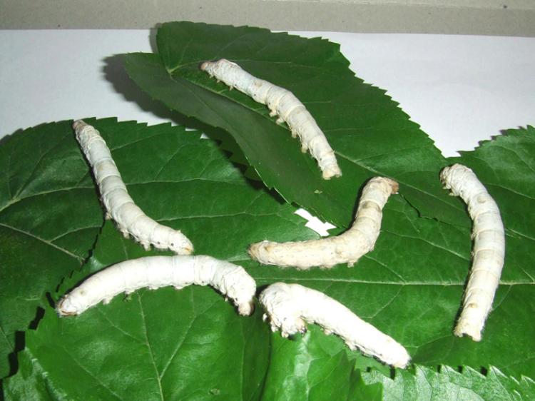 桑叶如何在蚕宝宝身体里变成丝的,蚕子怎么变成蚕宝宝