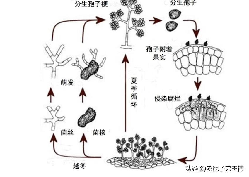 空心菜灰霉病如何防治,蔬菜灰霉病防治