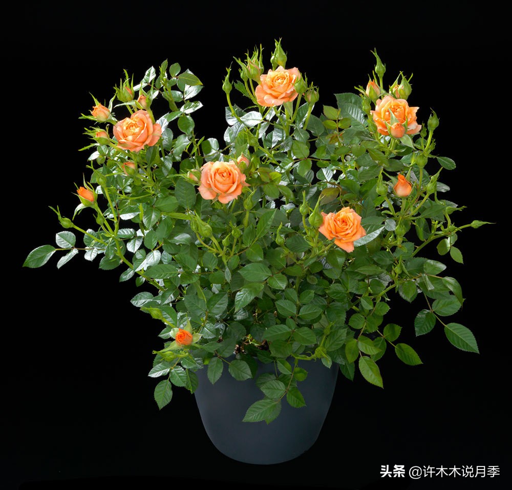 阳台最好养的月季品种推荐,四季开花最好养最好看的月季