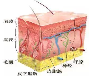 冬天这样护肤,睡觉都是“滑”进去的