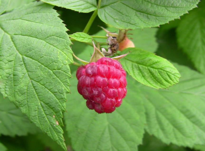 荒地野果,野果子白色山莓